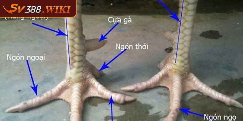 Cách Xem Chân Gà Chọi Hiệu Quả Từ Các Cao Thủ SV388 Cần Biết 1 Đánh giá tổng quát về gà chọi cần biết