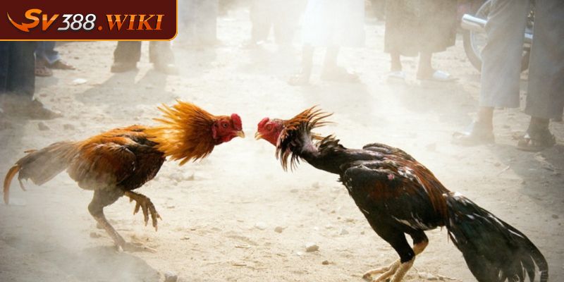 Quy tắc chặt chẽ và công bằng