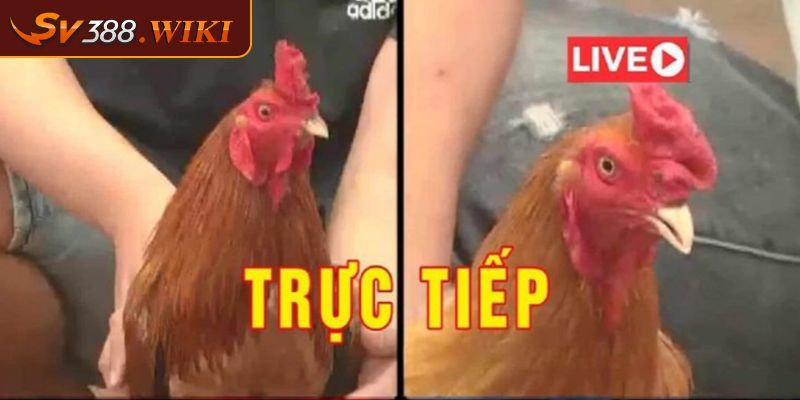 Đá gà CPC 1 là gì?