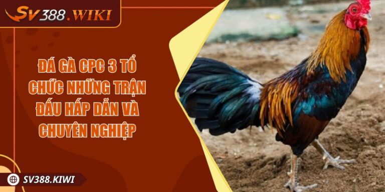 Đá gà CPC 3 Tổ Chức Những Trận Đấu Hấp Dẫn và Chuyên Nghiệp 2 Đá gà CPC 3 Tổ Chức Những Trận Đấu Hấp Dẫn và Chuyên Nghiệp