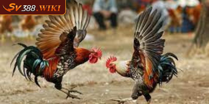 Xem đá gà CPC online tại SV388