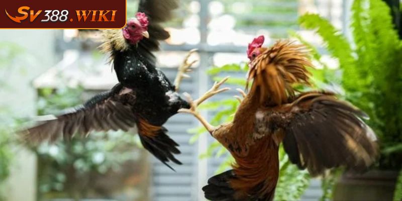 Cách tham gia cá cược Đá gà CPC 4