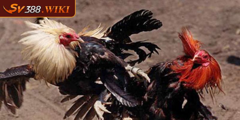 Tìm hiểu giải đấu Đá gà CPC 4