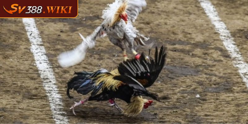 Các yếu tố ảnh hưởng đến kết quả đá gà CPC 4