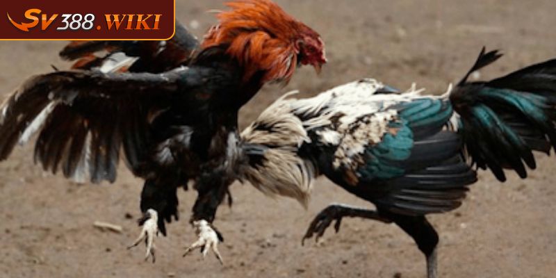 Đá Gà Cựa Dao SV388 - Trải Nghiệm Trò Chơi Hấp Dẫn Kịch Tính 3 Tỷ lệ cược hấp dẫn tại SV388