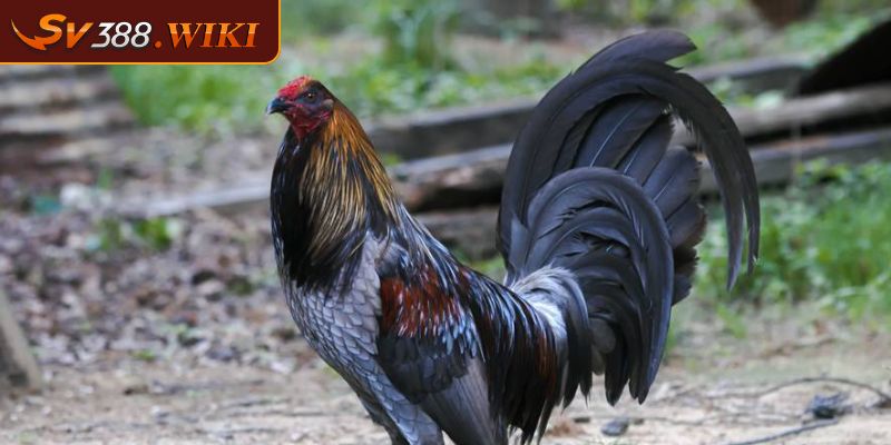 Cá cược đá gà Mỹ SV388 lựa chọn đa dạng