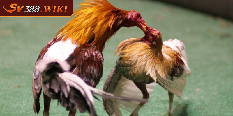 Công bằng trong kết quả