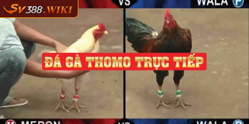 Cách cá cược đá gà Thomo SV388