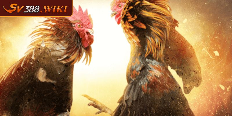 Đá gà Thomo SV388 công bằng và minh bạch trong mỗi trận đấu