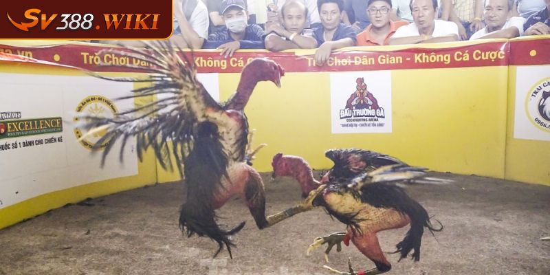 Sơ lược về gà đá đòn độc