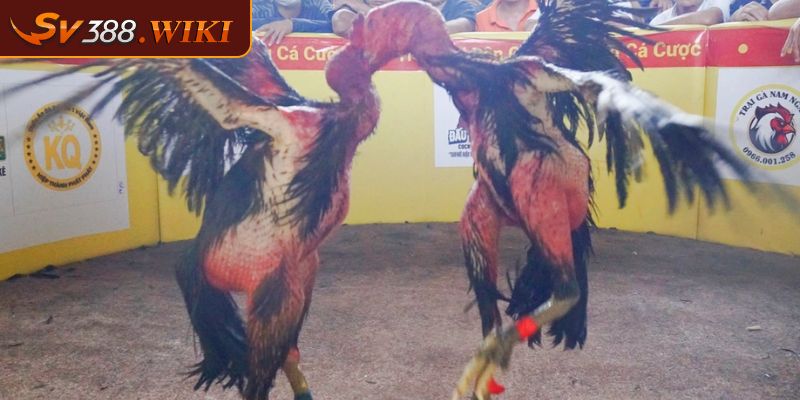 Đá hầu gây tổn thương nghiêm trọng