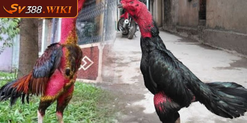 Top 4 Thần Kê Vảy Gà Quý Mà Người Chơi Tham Gia Muốn Sở Hữu 3 Một vài yếu tố để sư kê chọn linh kê vảy gà quý dễ dàng