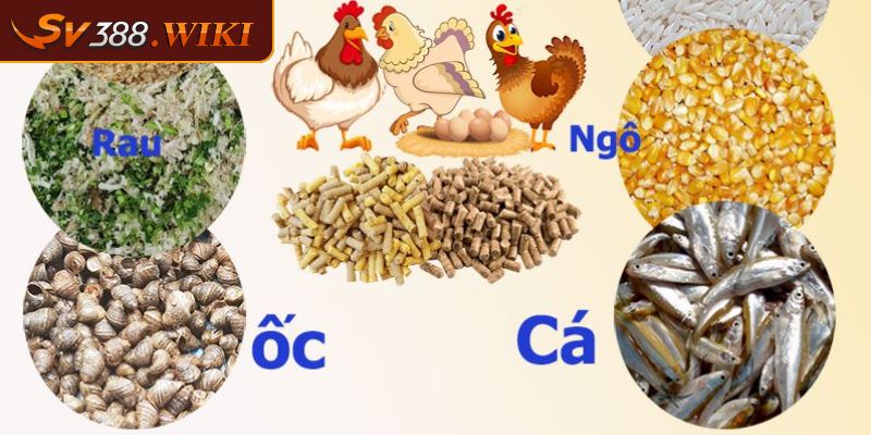 Thế Gà Đá Xạ SV388 Tuyệt Chiêu Hiểm Đánh Bại Mọi Đối Thủ 3 Cách nuôi dưỡng linh kê hiệu quả