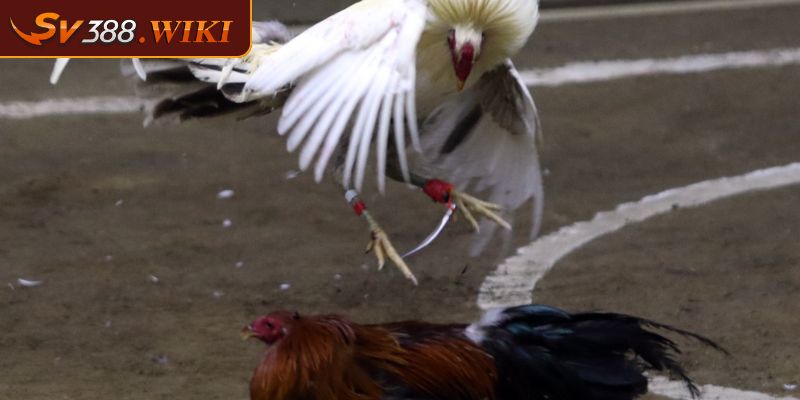 Thế Gà Đá Xạ SV388 Tuyệt Chiêu Hiểm Đánh Bại Mọi Đối Thủ 2 Tuyệt kỹ gây ra đòn “hiểm” chí mạng