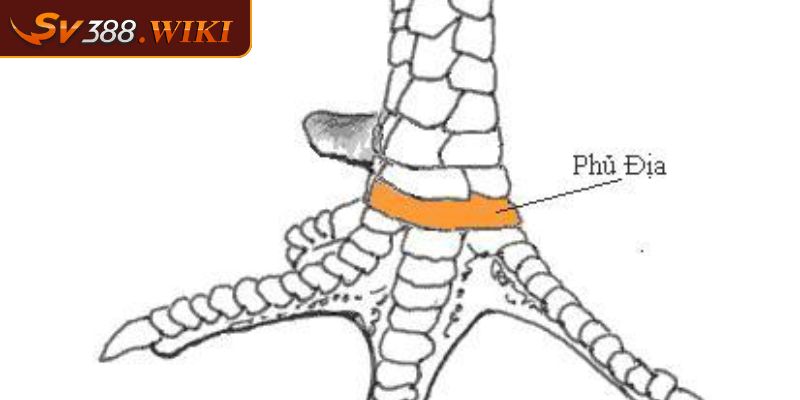 Vài nét về vảy gà Tứ Quý Phủ Địa chi tiết