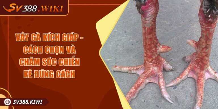 Vảy Gà Kích Giáp - Cách Chọn Và Chăm Sóc Chiến Kê Đúng Cách