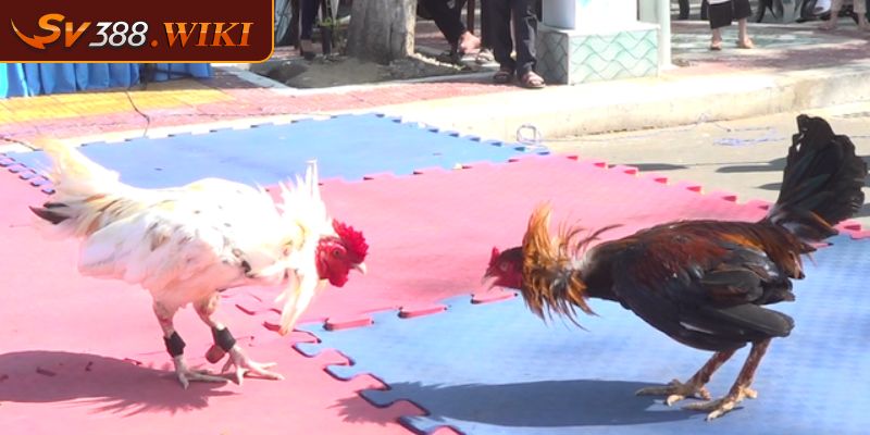 Vảy Gà Kích Giáp - Cách Chọn Và Chăm Sóc Chiến Kê Đúng Cách 3 Ưu điểm của vảy gà đá kích giáp mà sư kê nên biết