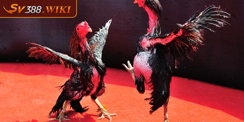 Vảy Gà Ngũ Quỷ Có Thật Sự Quý Hiếm Như Lời Đồn Không 2 Lối đá của chiến kê sở hữu Vảy Ngũ Quỷ