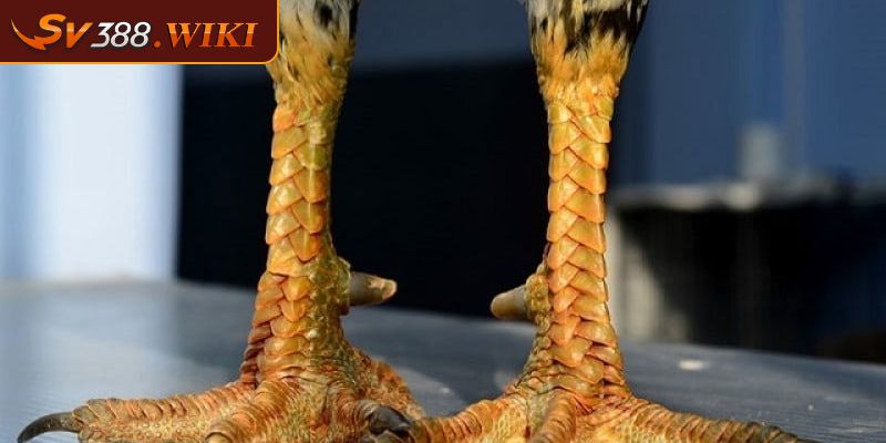 Vảy Gà Ngũ Quỷ Có Thật Sự Quý Hiếm Như Lời Đồn Không 3 Lưu ý khi quan sát vảy gà