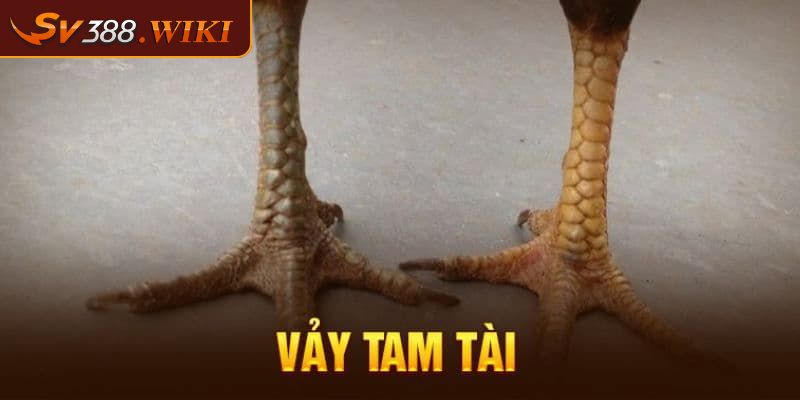 Vảy tam tài phủ độc đáo