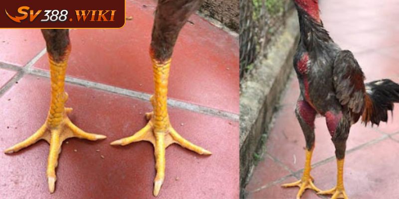 Vảy gà dạng Tứ Quý Phủ Địa liệu tốt hay xấu theo chuyên gia