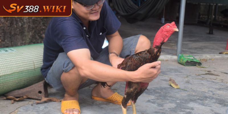 Cách thức chăm sóc gà Hàm Long mọi sư kê cần biết