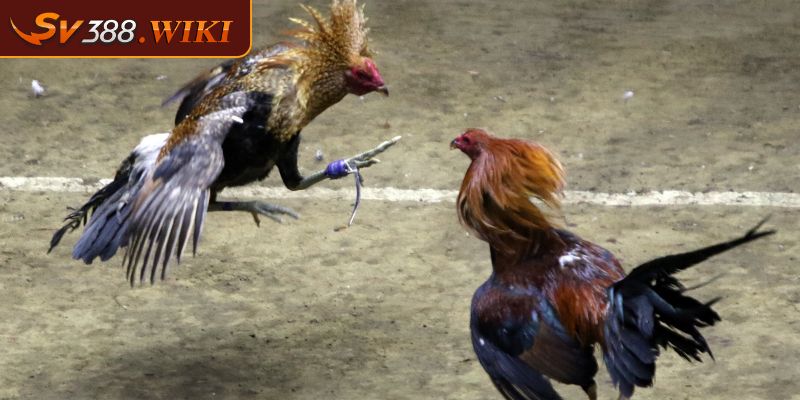 Lối đá đặc biệt của gà vảy hàm dài