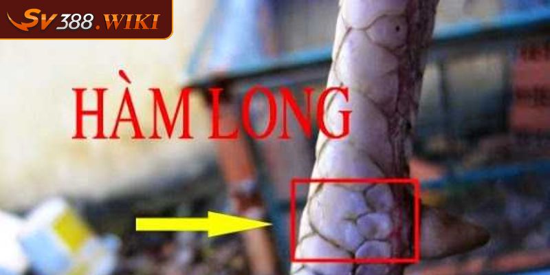 Tìm hiểu sơ lược về vảy Hàm Long