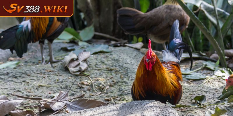 Kinh nghiệm chọn giống gà có vảy hổ khẩu