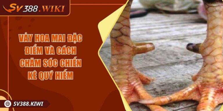 Vảy Hoa Mai Đặc Điểm Và Cách Chăm Sóc Chiến Kê Quý Hiếm 10 Vảy Hoa Mai Đặc Điểm Và Cách Chăm Sóc Chiến Kê Quý Hiếm