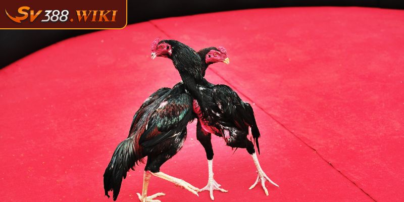 Vảy Lạc Diệp Biểu Tượng Của Sức Mạnh Và Vẻ Đẹp Của Gà Chọi 2 Đặc điểm nhận biết vảy lạc diệp ở gà chiến