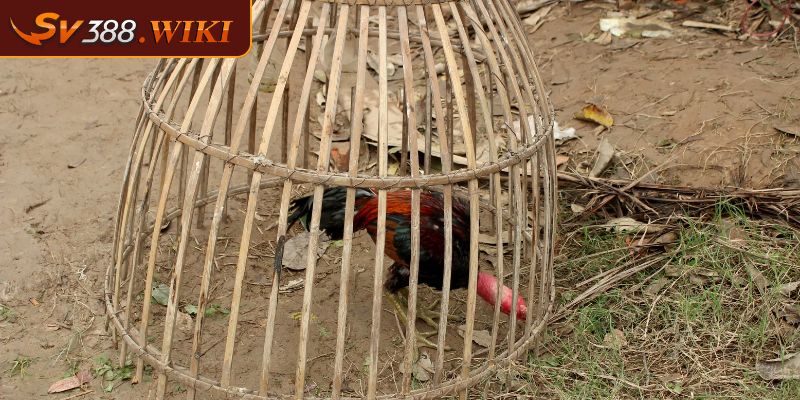 Vảy Lạc Diệp Biểu Tượng Của Sức Mạnh Và Vẻ Đẹp Của Gà Chọi 3 Lưu ý khi nuôi chiến kê