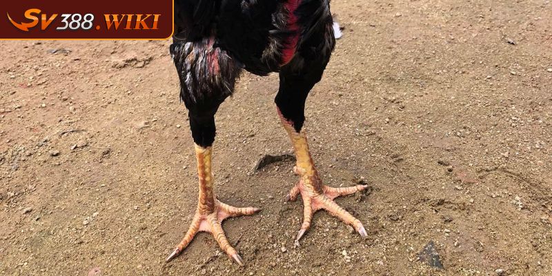 Lý do người chơi không nên bỏ qua vảy gà liên giáp