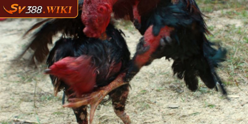 Vảy Linh Giáp Tử – Các Tiêu Chí Đánh Giá Sức Mạnh Chiến Kê 3 Chiến kê vảy dạng linh giáp tử thực sự tốt khi thi đấu