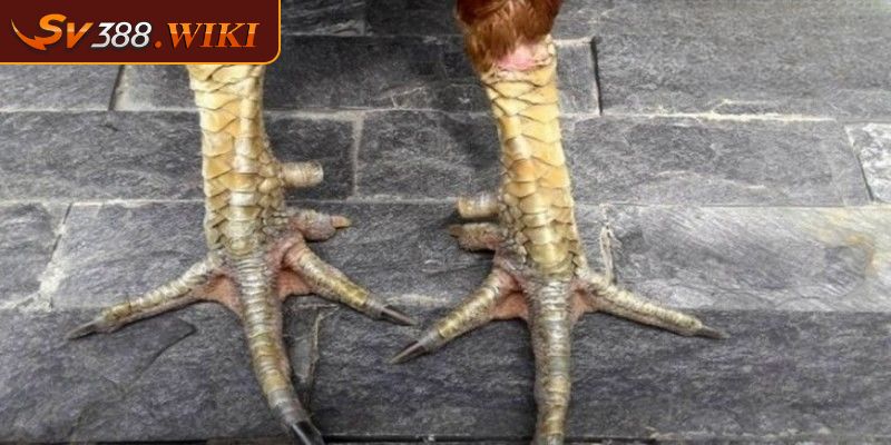 Tổng quan về vảy nội hoa đăng từ SV388