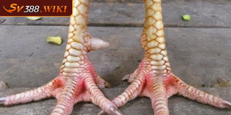 Ý nghĩa sâu sắc của vảy hoa đăng