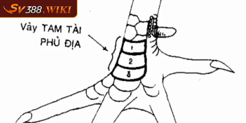 Vảy Phủ Địa Cách Nhận Diện Và Chăm Sóc Chiến Kê Mạnh Mẽ 2 Kiểm tra độ dày và độ bóng