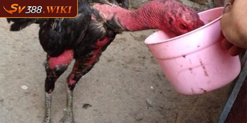 Vảy Phủ Địa Cách Nhận Diện Và Chăm Sóc Chiến Kê Mạnh Mẽ 3 Phương pháp chăm sóc vảy phủ địa cho gà đá