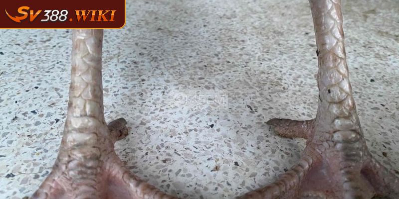 Vảy Phủ Địa Cách Nhận Diện Và Chăm Sóc Chiến Kê Mạnh Mẽ 1 Tổng quan về vảy phủ địa