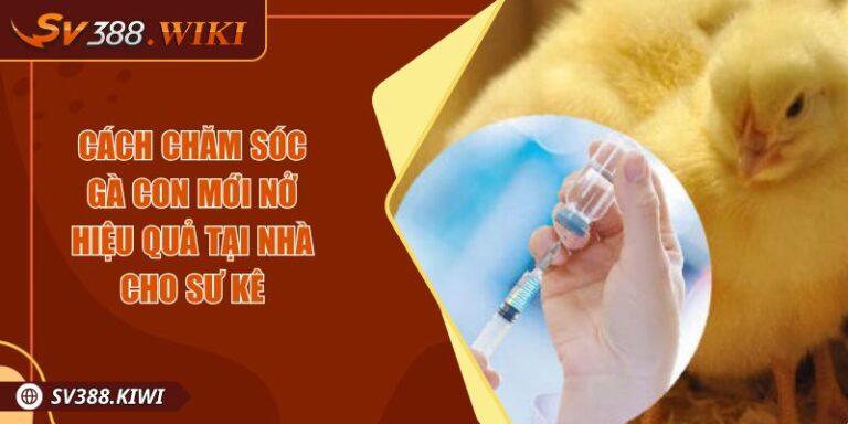 Cách Chăm Sóc Gà Con Mới Nở Hiệu Quả Tại Nhà Cho Sư Kê