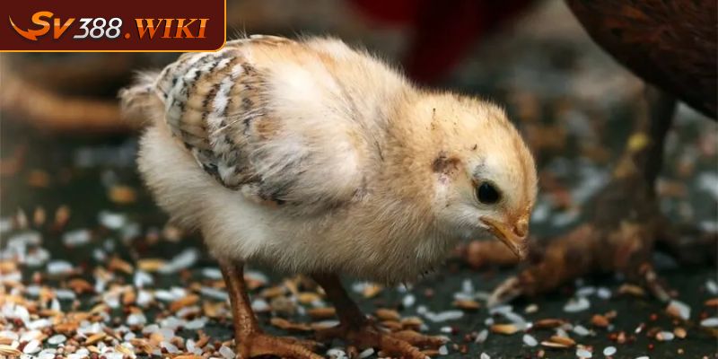 Lưu ý quan trọng trong cách chăm sóc gà con mới nở