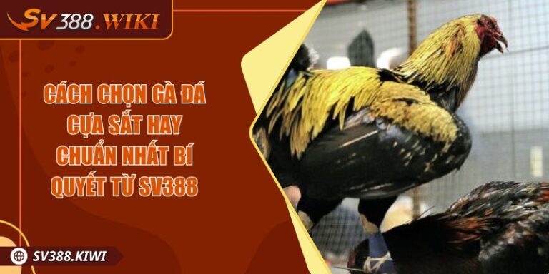 Cách Chọn Gà Đá Cựa Sắt Hay Chuẩn Nhất Bí Quyết Từ SV388