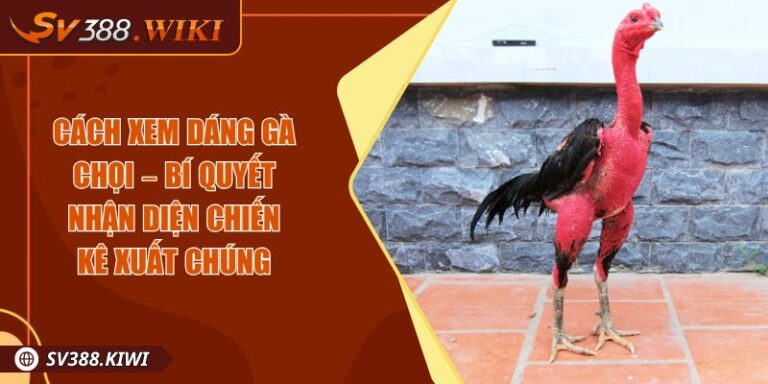 Cách Xem Dáng Gà Chọi – Bí Quyết Nhận Diện Chiến Kê Xuất Chúng