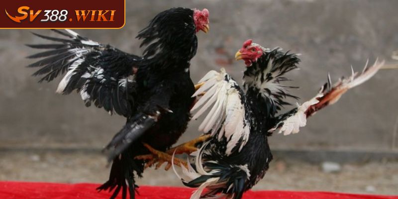 Cách Xem Dáng Gà Chọi – Bí Quyết Nhận Diện Chiến Kê Xuất Chúng 2 Cách xem dáng gà chọi kiểm tra sức đá qua cánh gà