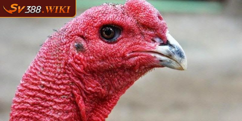 Cách Xem Dáng Gà Chọi – Bí Quyết Nhận Diện Chiến Kê Xuất Chúng 1 Nhận biết gà chọi hay qua tướng mắt