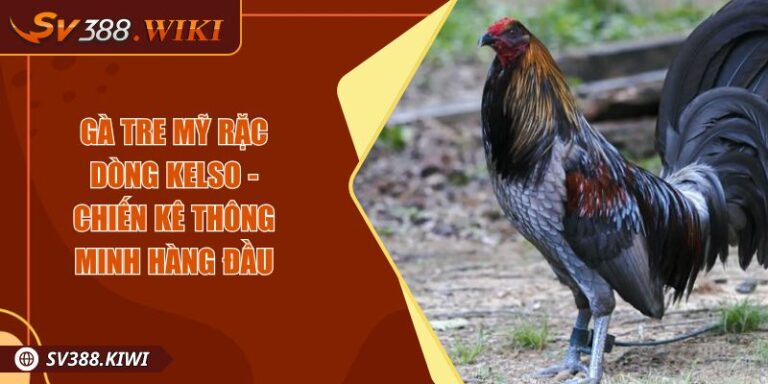 Gà Tre Mỹ Rặc Dòng Kelso - Chiến Kê Thông Minh Hàng Đầu