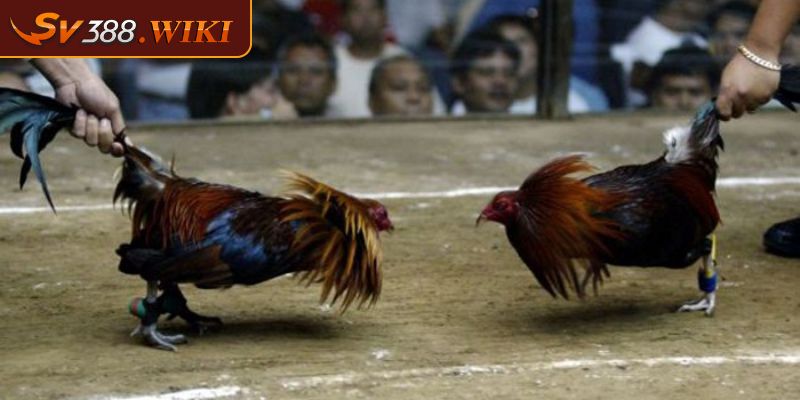 Gà Asil Kelso với khả năng thi đấu tốt