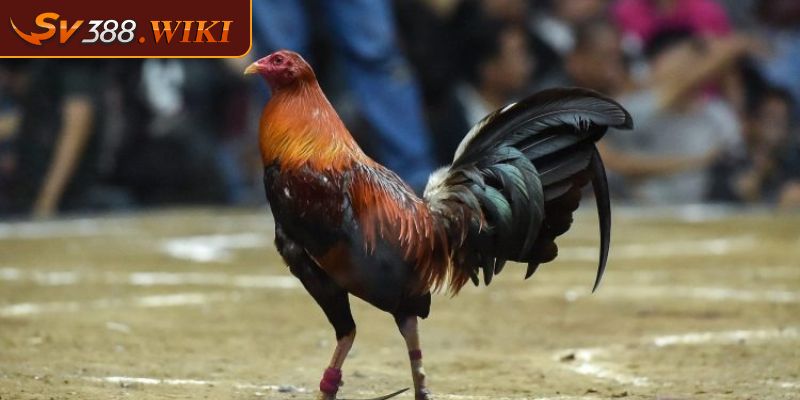 Xuất xứ dòng gà Tre mỹ rặc dòng Kelso