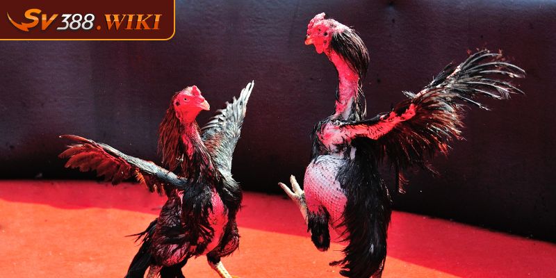 Lưu ý khi thực hiện cách bắt kèo đá gà