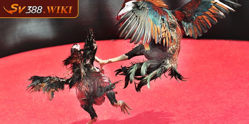 Tổng quan về kèo đá gà